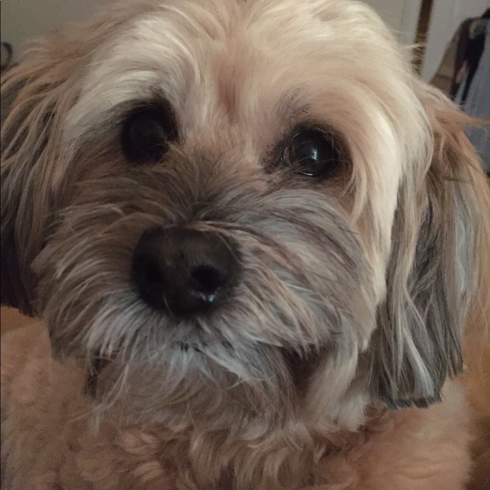 Meet your Posher, Dana